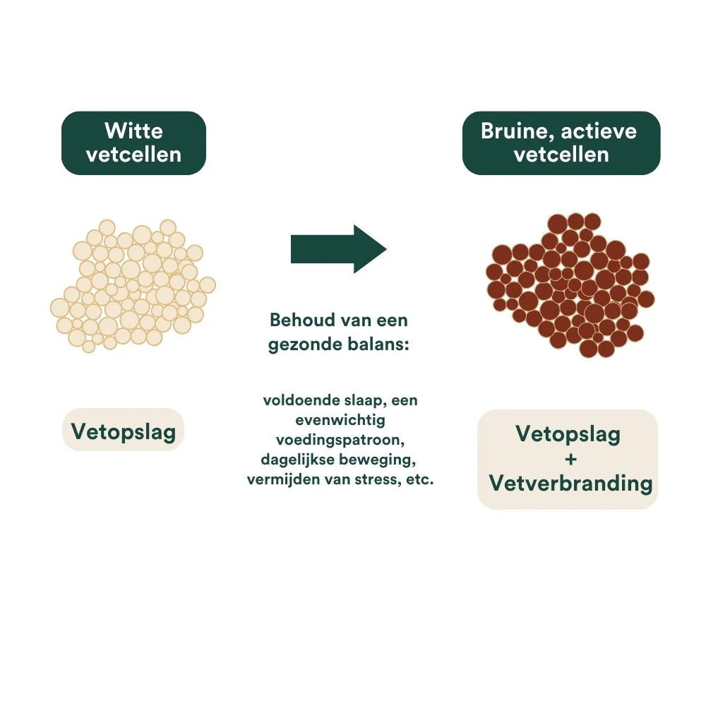Insentials - Fat Burner